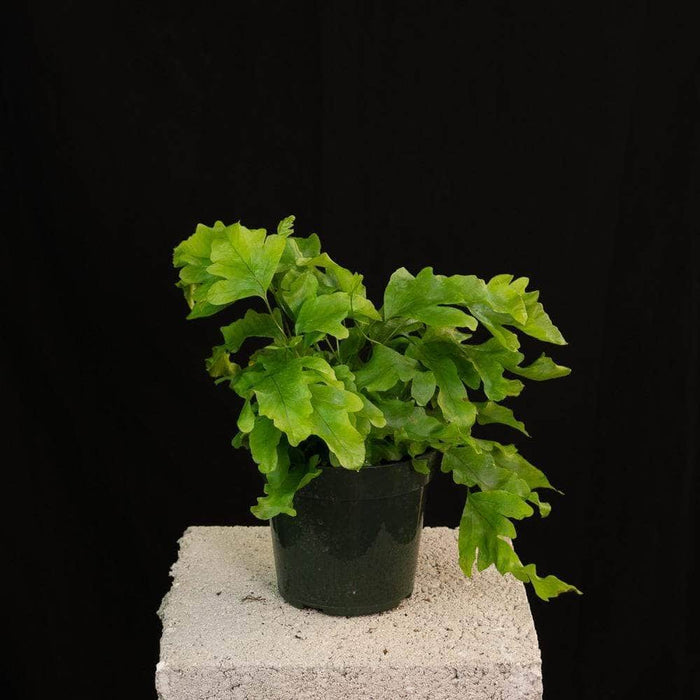 Gabriella Plants Fern 4" Fern Footed Nicolas Diamond