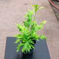 Gabriella Plants Fern 4" Fern Phymatosorus "Hawaiian Sunshine"