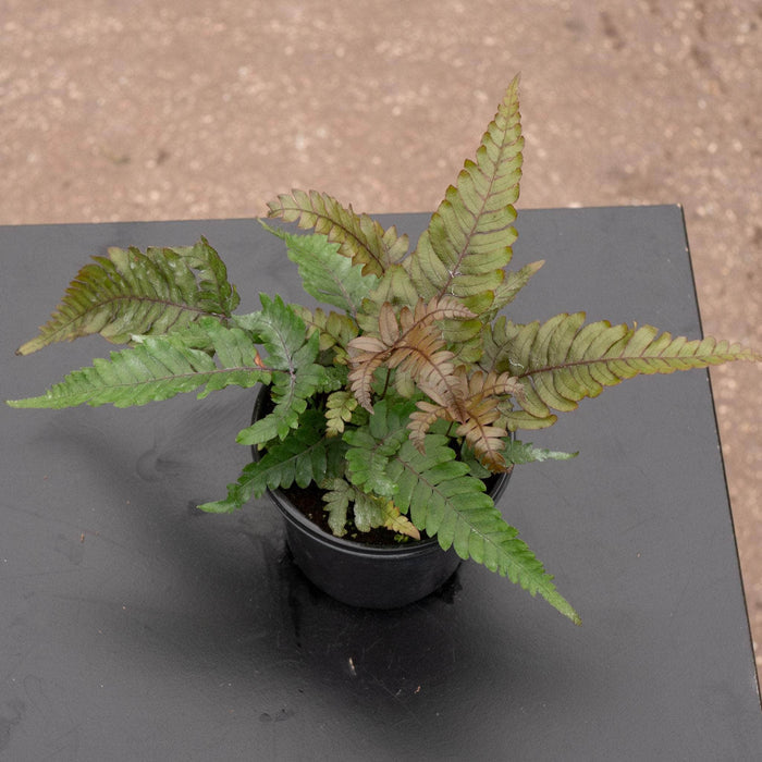 Gabriella Plants Fern 4" Fern Pteris aspericaulis 'Tri-color'