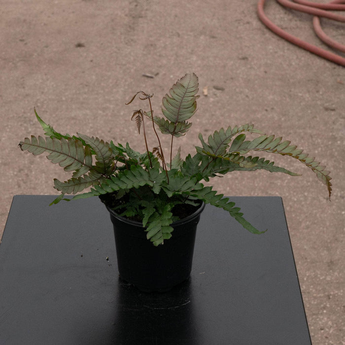 Gabriella Plants Fern 4" Fern Pteris aspericaulis 'Tri-color'