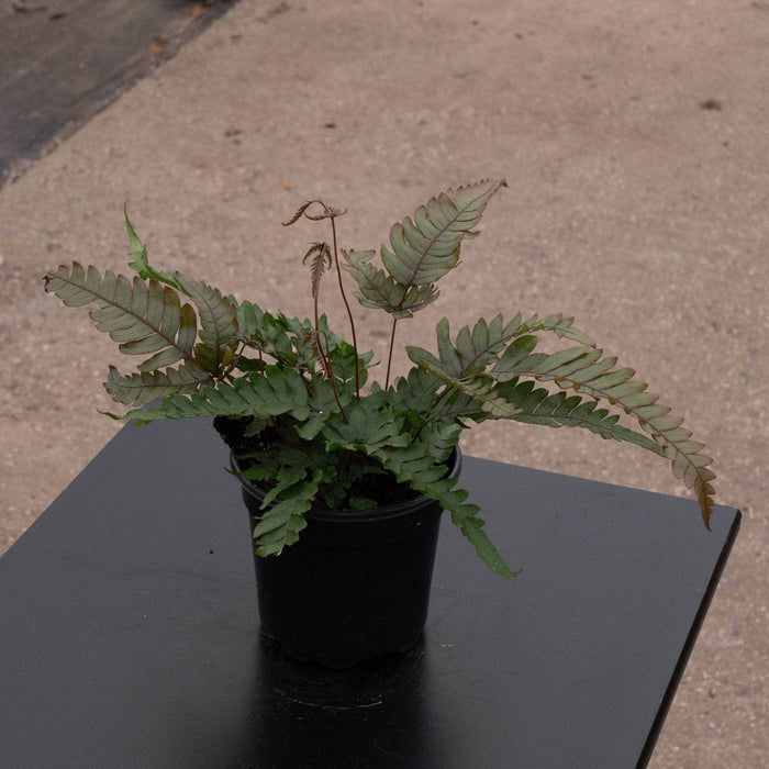 Gabriella Plants Fern 4" Fern Pteris aspericaulis 'Tri-color'