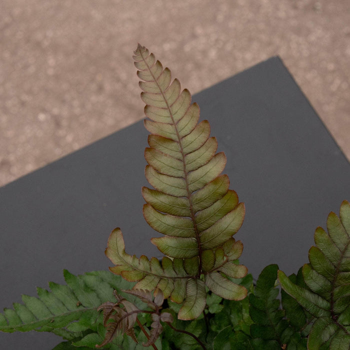 Gabriella Plants Fern 4" Fern Pteris aspericaulis 'Tri-color'