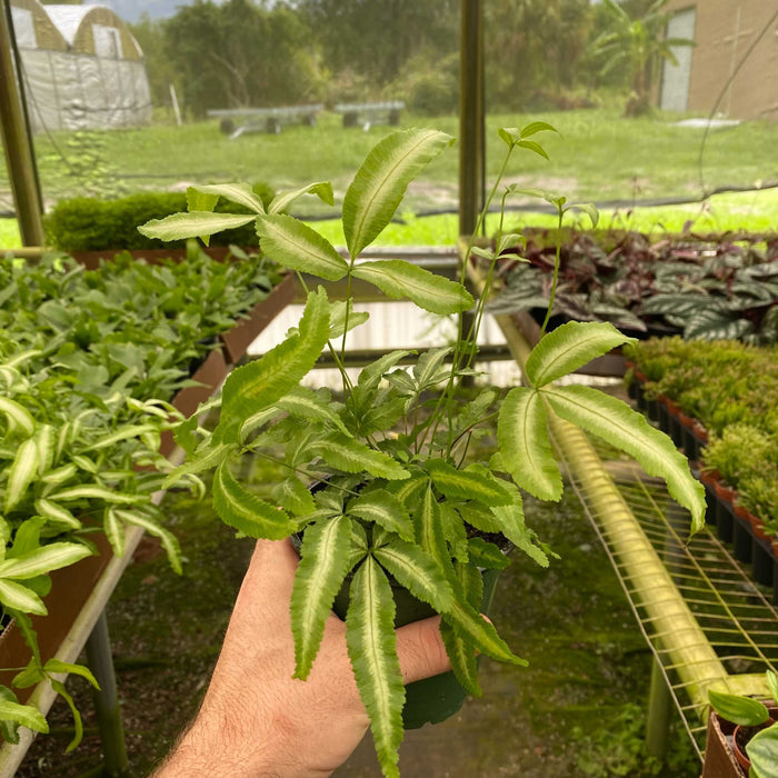 Gabriella Plants Fern 4" Fern Pteris Silver Ribbon -