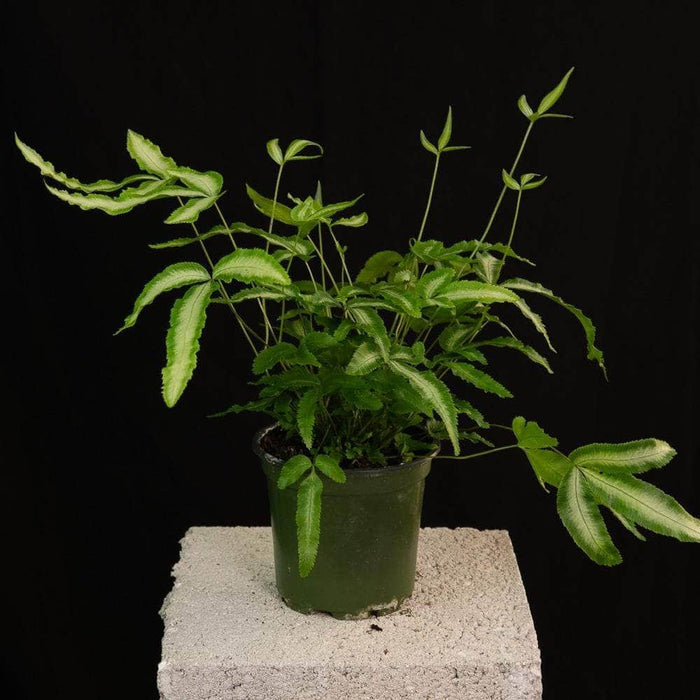 Gabriella Plants Fern 4" Fern Pteris Silver Ribbon -