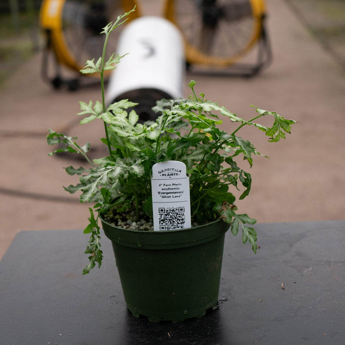 Gabriella Plants Fern 4" Fern Pteris ensiformis 'Evergemiensis' "Silver Lace"