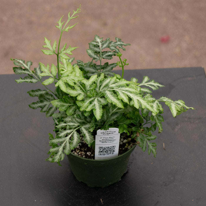 Gabriella Plants Fern 4" Fern Pteris ensiformis 'Evergemiensis' "Silver Lace"