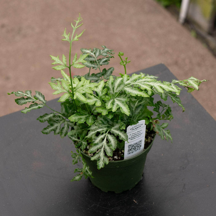 Gabriella Plants Fern 4" Fern Pteris ensiformis 'Evergemiensis' "Silver Lace"