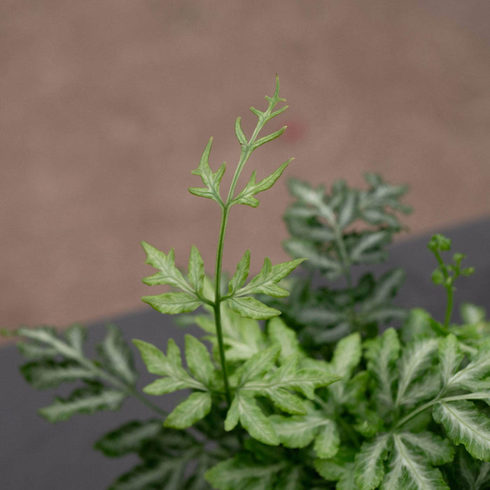 Gabriella Plants Fern 4" Fern Pteris ensiformis 'Evergemiensis' "Silver Lace"
