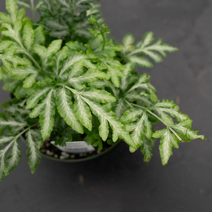 Gabriella Plants Fern 4" Fern Pteris ensiformis 'Evergemiensis' "Silver Lace"