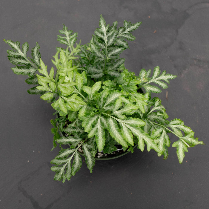 Gabriella Plants Fern 4" Fern Pteris ensiformis 'Evergemiensis' "Silver Lace"