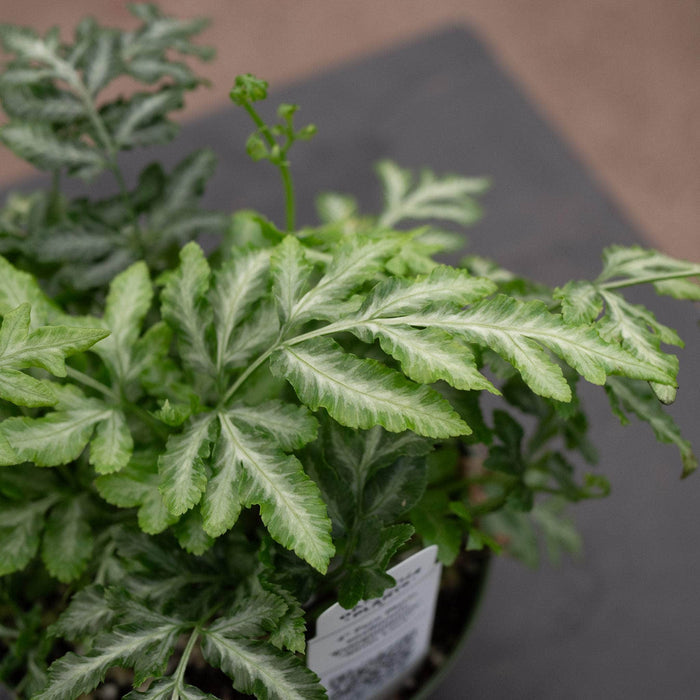 Gabriella Plants Fern 4" Fern Pteris ensiformis 'Evergemiensis' "Silver Lace"