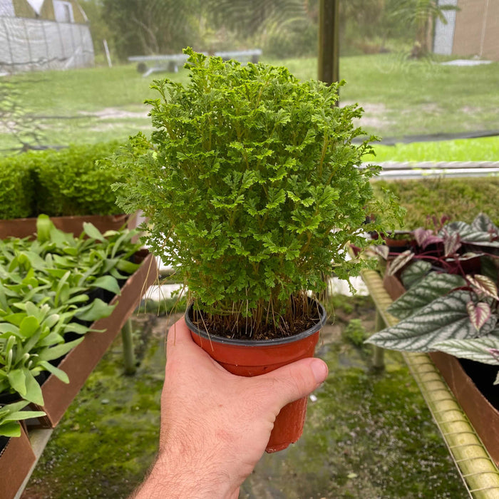 Gabriella Plants Other 4" Selaginella 'Avatar'