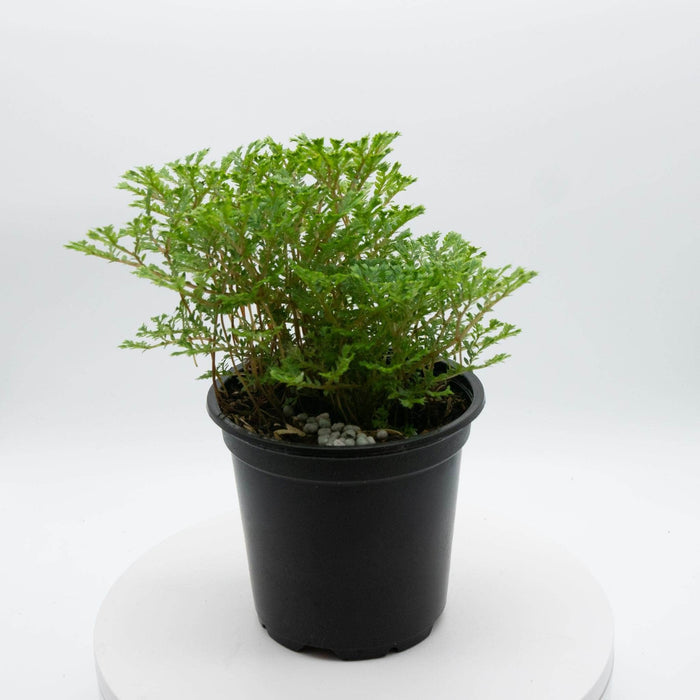 Gabriella Plants Other 4" Selaginella 'Avatar'