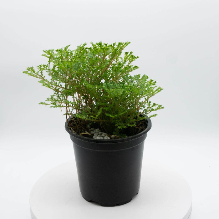 Gabriella Plants Other 4" Selaginella 'Avatar'