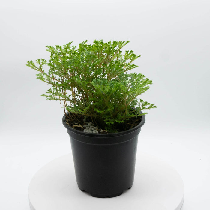 Gabriella Plants Other 4" Selaginella 'Avatar'