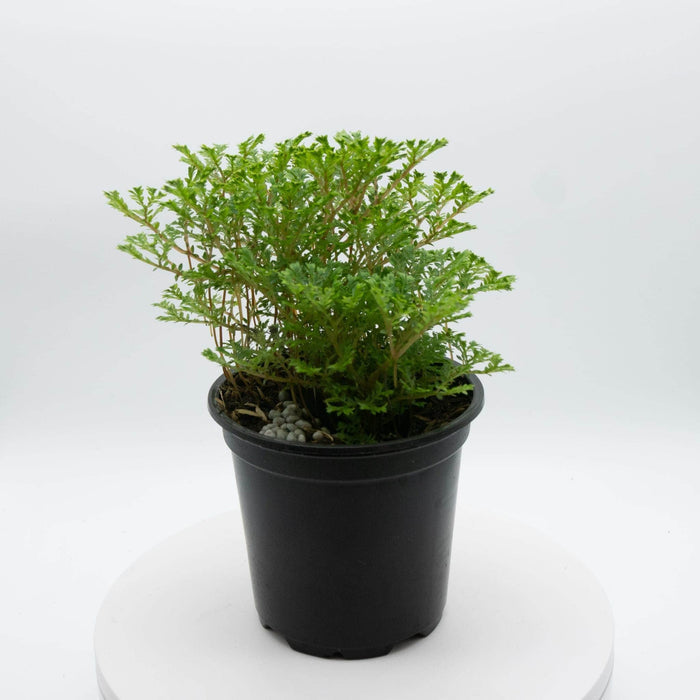 Gabriella Plants Other 4" Selaginella 'Avatar'