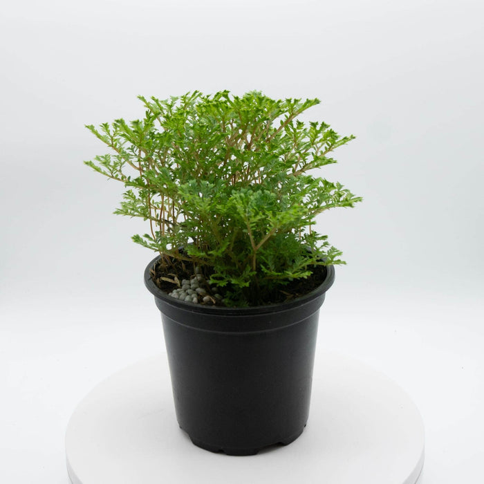 Gabriella Plants Other 4" Selaginella 'Avatar'