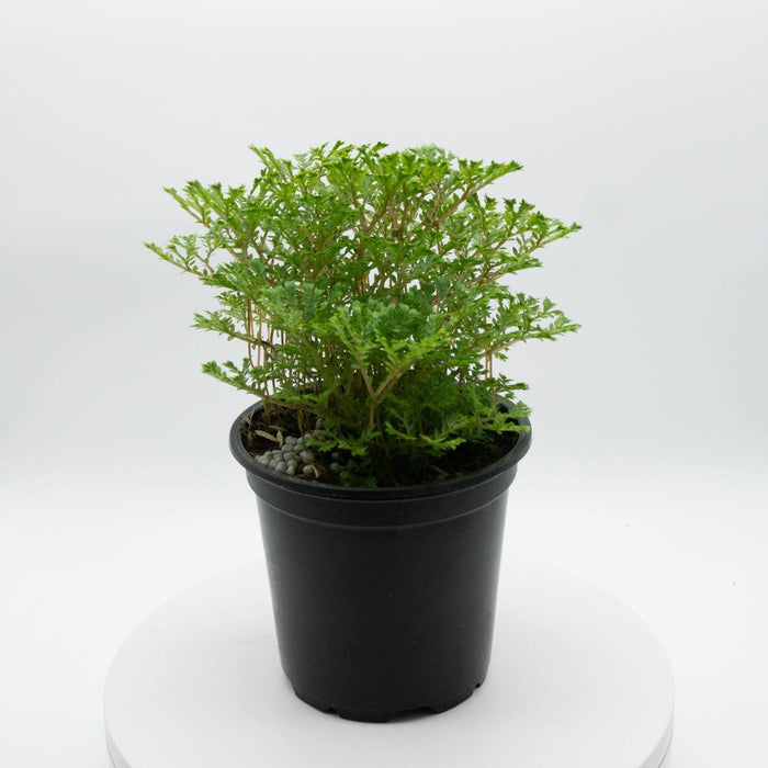 Gabriella Plants Other 4" Selaginella 'Avatar'