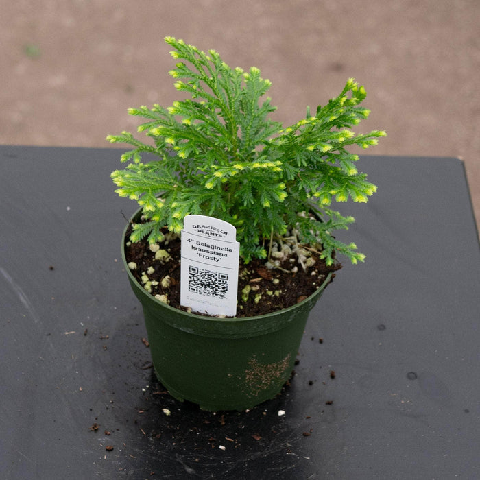 Gabriella Plants Fern 4" Selaginella kraussiana 'Frosty'