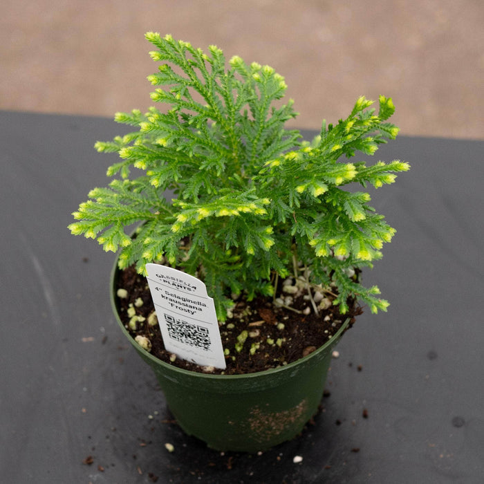 Gabriella Plants Fern 4" Selaginella kraussiana 'Frosty'