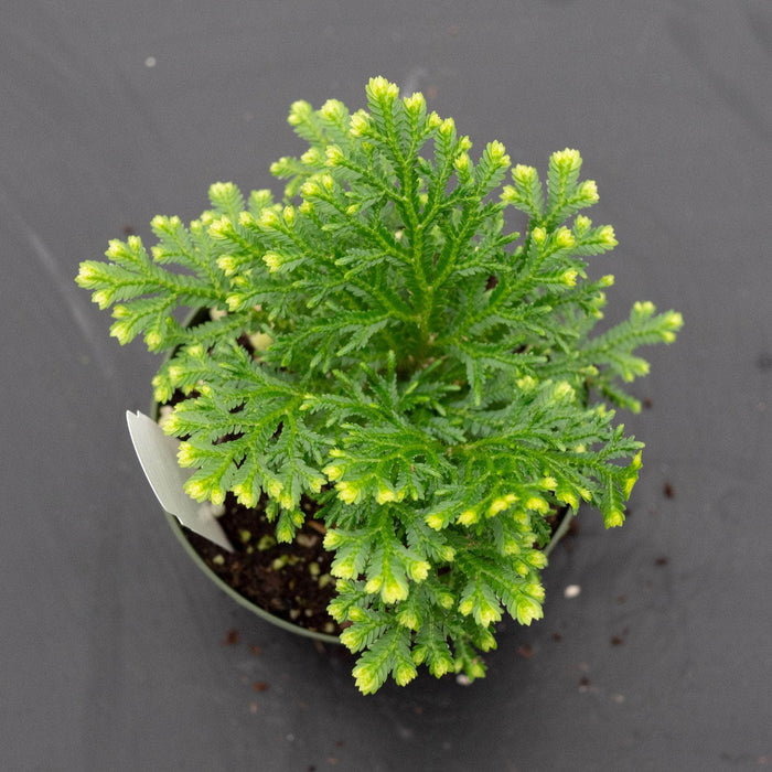 Gabriella Plants Fern 4" Selaginella kraussiana 'Frosty'