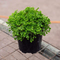Gabriella Plants Other 4" Golden Moss (Selaginella kraussiana 'Aurea')