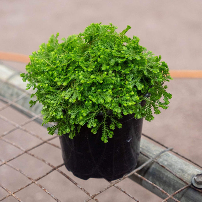 Gabriella Plants Other 4" Golden Moss (Selaginella kraussiana 'Aurea')