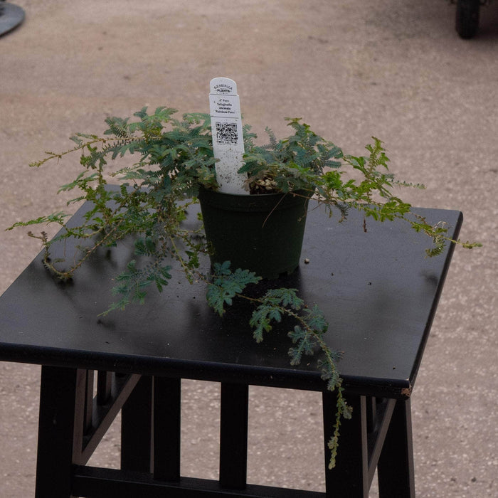 Gabriella Plants Fern Fern Selaginella uncinata 'Rainbow Fern'