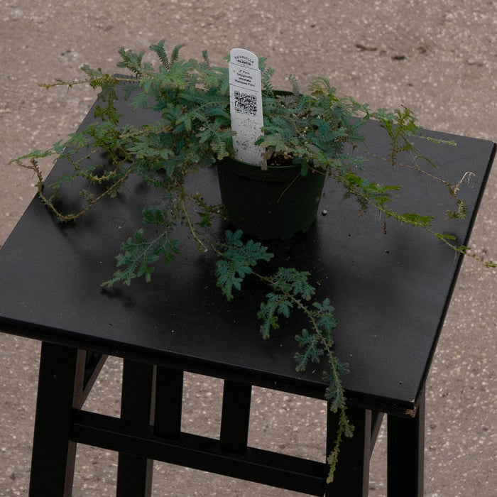 Gabriella Plants Fern 4" Fern Selaginella uncinata 'Rainbow Fern'
