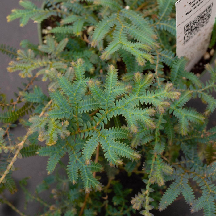 Gabriella Plants Fern Fern Selaginella uncinata 'Rainbow Fern'