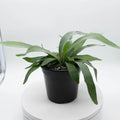 Gabriella Plants Fern 4" Fern Staghorn - platycerium veitchii ‘Lemoinei’
