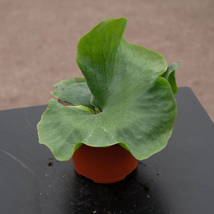 Gabriella Plants Fern 4" Fern Staghorn Platycerium wandae