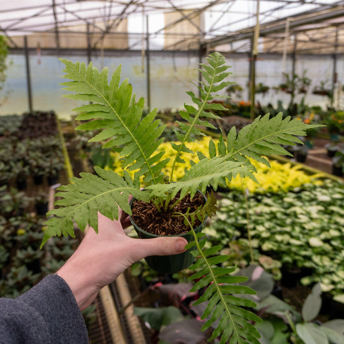 Gabriella Plants Fern 4" Fern Treefern Silver Lady (Blechnum)