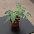 Gabriella Plants Ficus 4" Ficus aspera ‘Clown Fig’