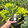 Gabriella Plants Ficus 4" Ficus benghalensis 'Audrey'