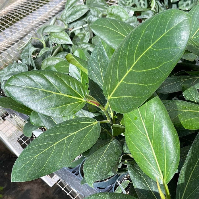 Gabriella Plants Ficus 4" Ficus benghalensis 'Audrey'