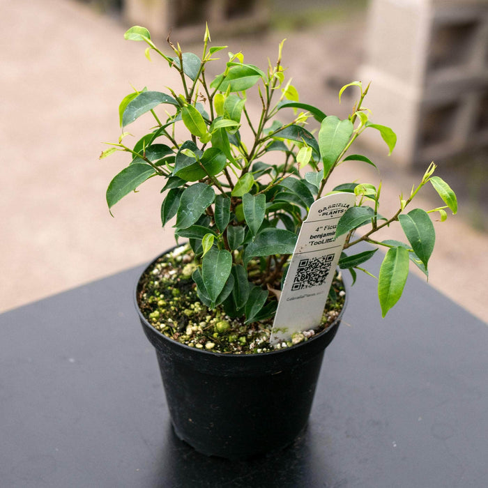 Gabriella Plants Ficus 4" Ficus benjamina 'TooLittle'