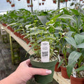 Gabriella Plants Ficus 4" Ficus benjamina 'Variegata'