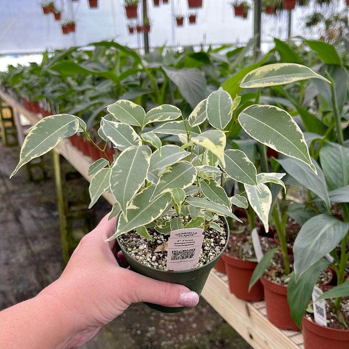 Gabriella Plants Ficus 4" Ficus benjamina 'Variegata'