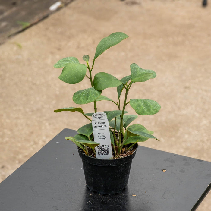 Gabriella Plants Ficus 4" Ficus deltoidea