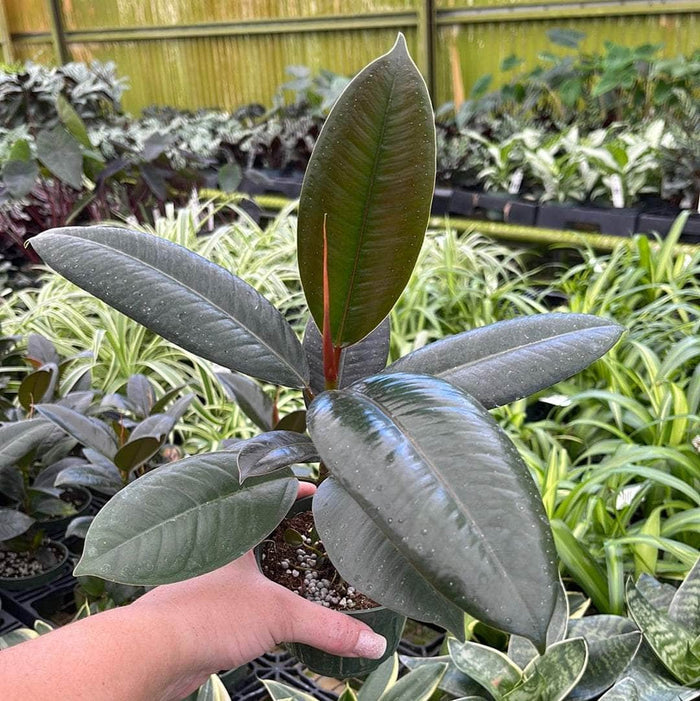 Gabriella Plants Ficus 4" Ficus elastica 'Melany'