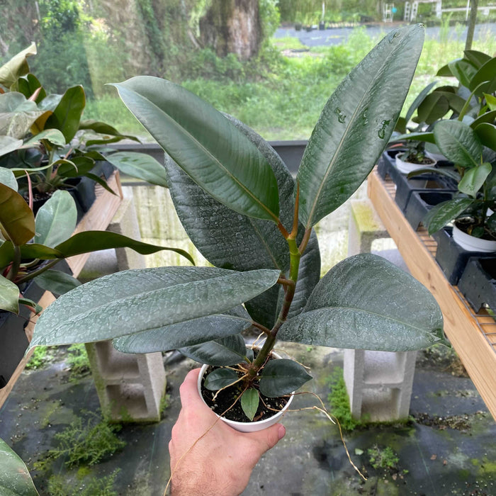 Gabriella Plants 4" Ficus 'Melanie'