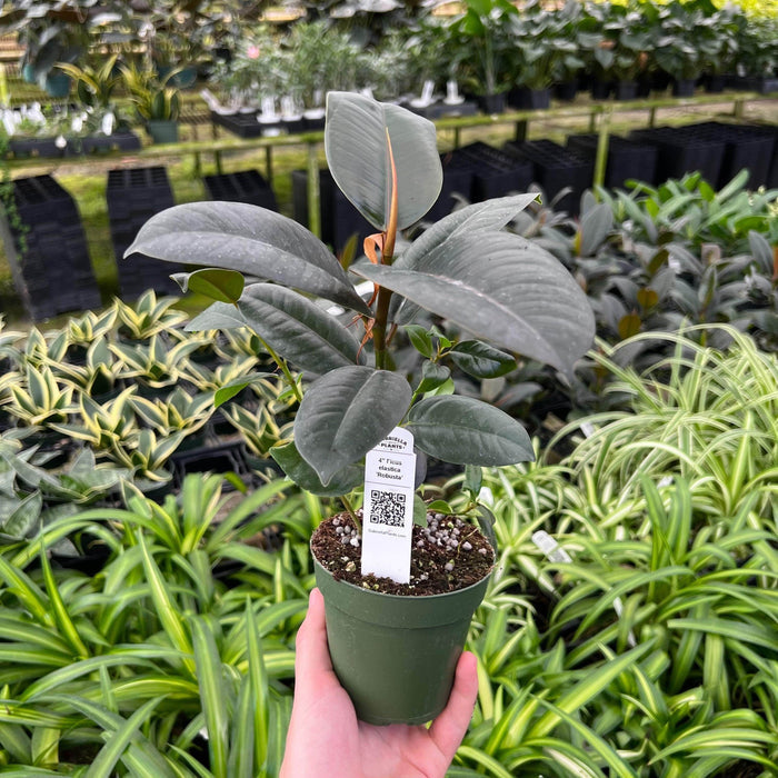 Gabriella Plants Ficus 4" Ficus elastica robusta