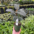 Gabriella Plants Ficus 4" Ficus elastica robusta
