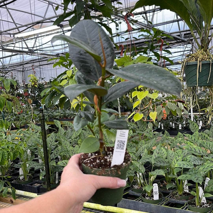 Gabriella Plants Ficus 4" Ficus elastica robusta