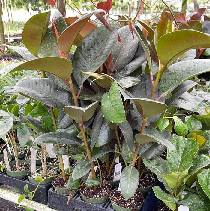 Gabriella Plants Ficus 4" Ficus elastica 'Robusta'