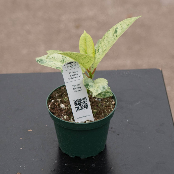 Gabriella Plants Ficus 4" Ficus elastica 'Shivereana'