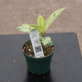 Gabriella Plants Ficus 4" Ficus elastica 'Shivereana'