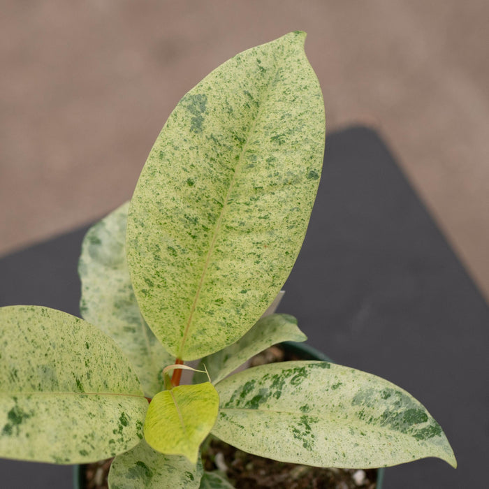 Gabriella Plants Ficus 4" Ficus elastica 'Shivereana'