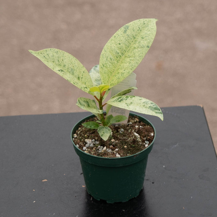 Gabriella Plants Ficus 4" Ficus elastica 'Shivereana'